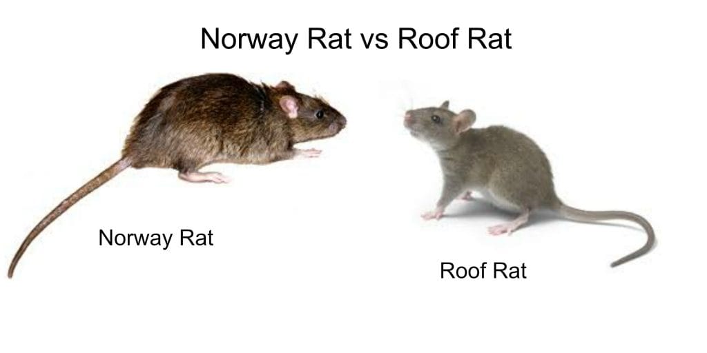 Roof Rat vs Norway Rat Control St. Catharines