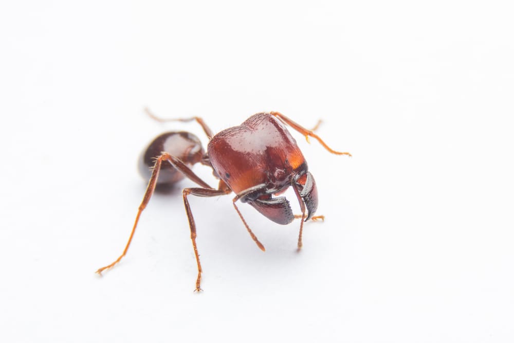 ant control St. Catharines