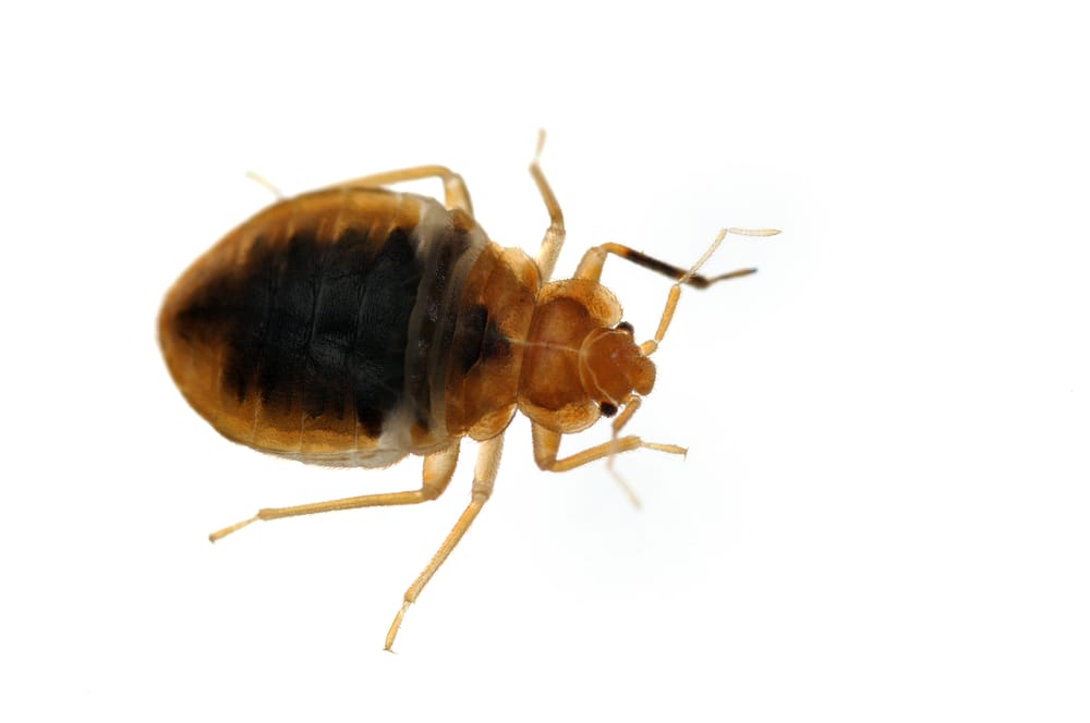bed bug exterminator St. Catharines