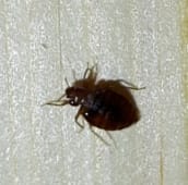 bed bug identification St. Catharines