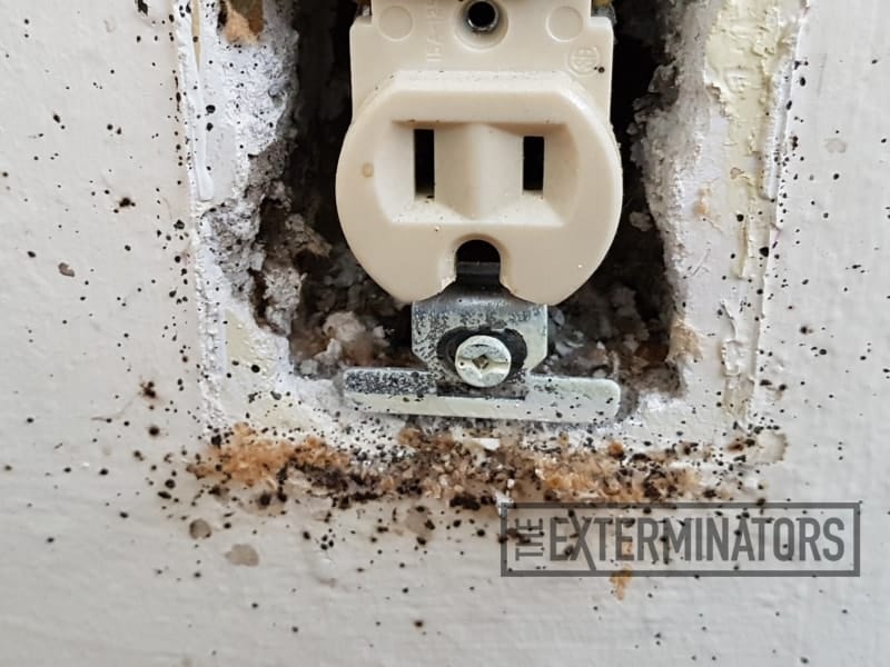 bed bugs wall outlet control St. Catharines