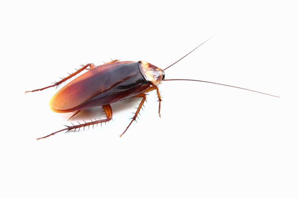 cockroach control St. Catharines