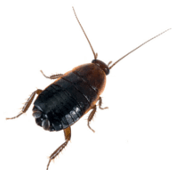 oriental cockroach control St. Catharines