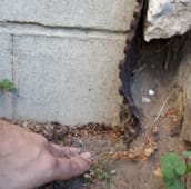 rat inspection St. Catharines