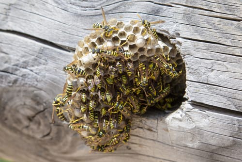 wasp nest removal St. Catharines