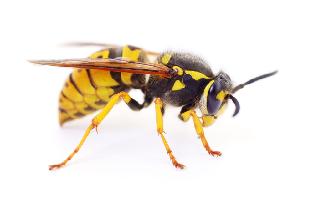 wasp removal St. Catharines