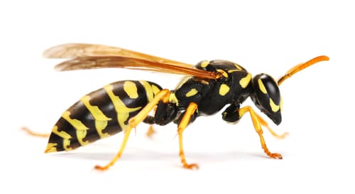 wasp removal St. Catharines