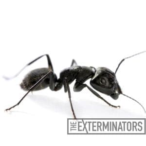 ant exterminator st catharines