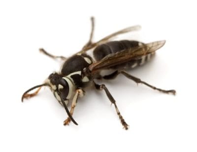 bald-faced-hornets-st-catharines-