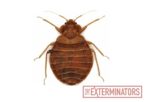 bed bug control st catharines
