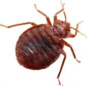 bed bug exterminator st catharines
