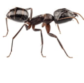 carpenter ant control st catharines