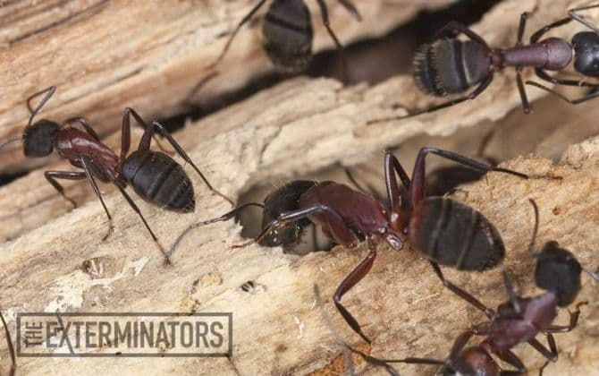 carpenter ants exterminator St. Catharines