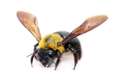 carpenter-bees-removal-st-catharines-