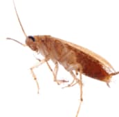 cockroach control st catharines