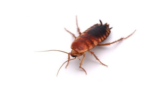 cockroach-pest-control-st-catharines-