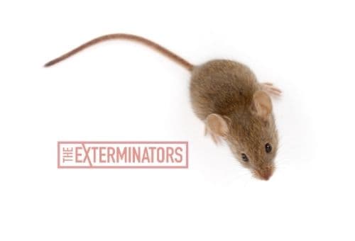 mice exterminator st catharines