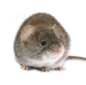 mouse exterminator st catharines