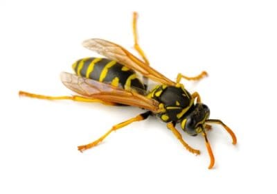 paper-wasp-removal-st-catharines-