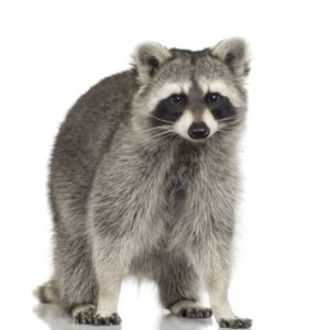 raccoon removal st catharines