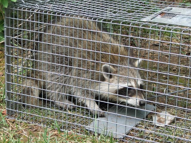 humane raccoon trap