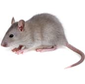 rat control st catharines