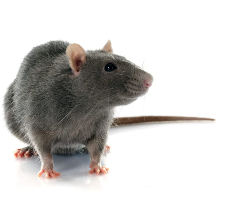 rat exterminator st catharines