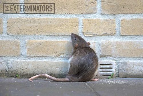 rat removal St. Catharines
