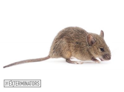 rodent extermination mouse control St. Catharines